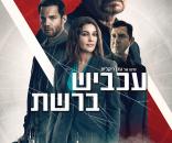 עכביש ברשת