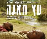 עץ תאנה