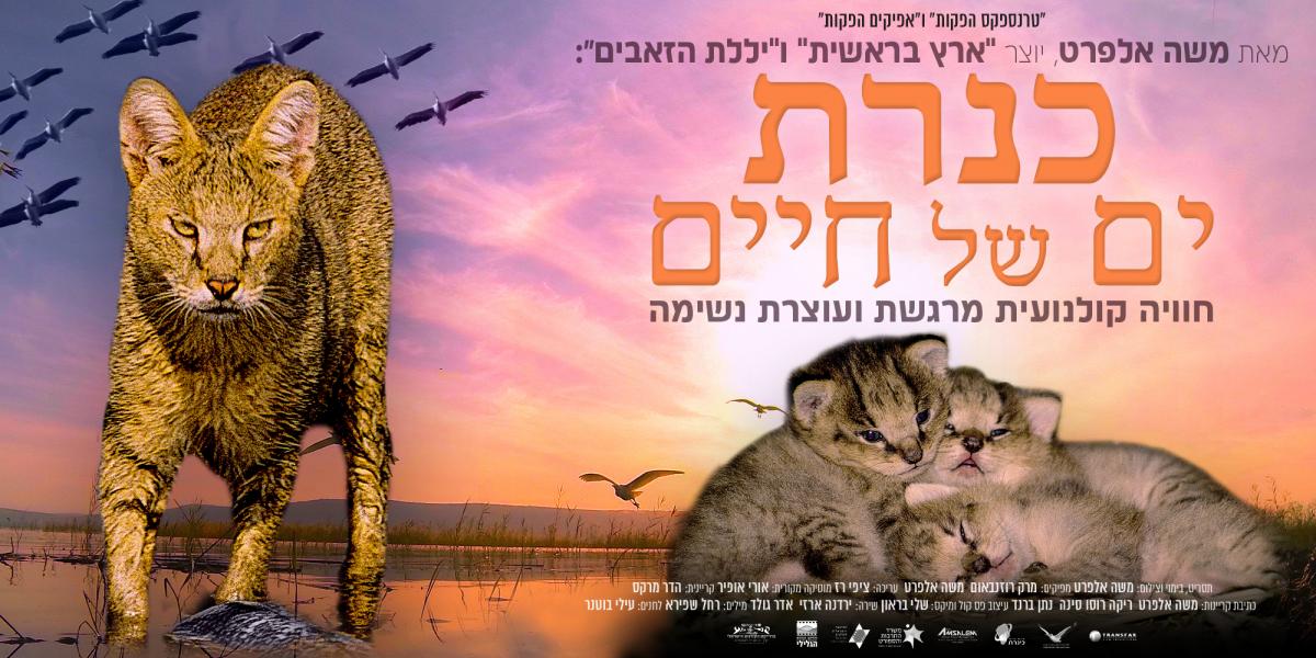 כנרת: ים של חיים