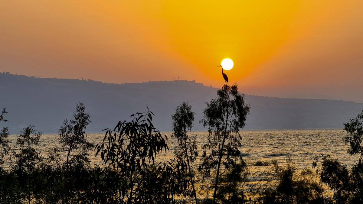 כנרת: ים של חיים