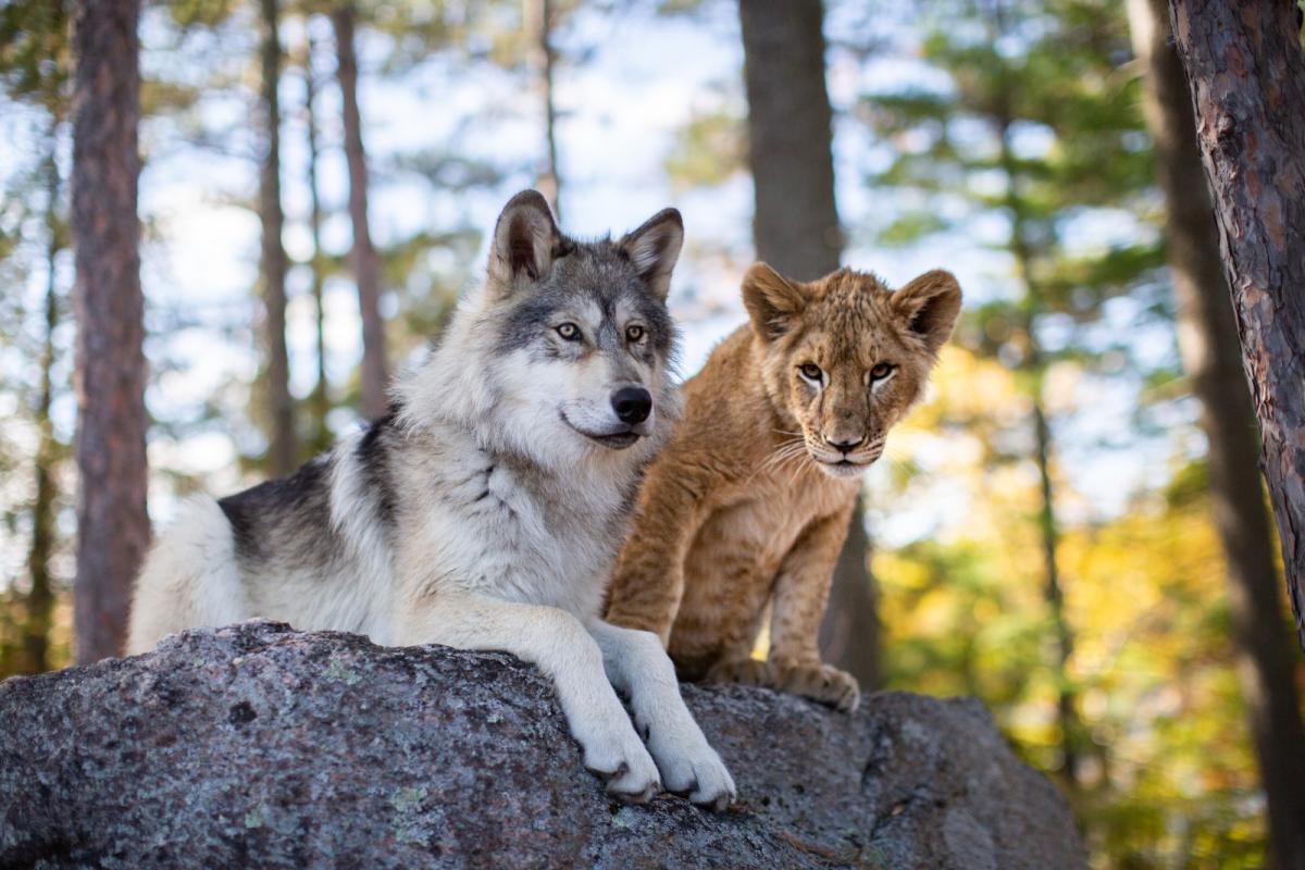 אמה, הזאב והאריה הגדול