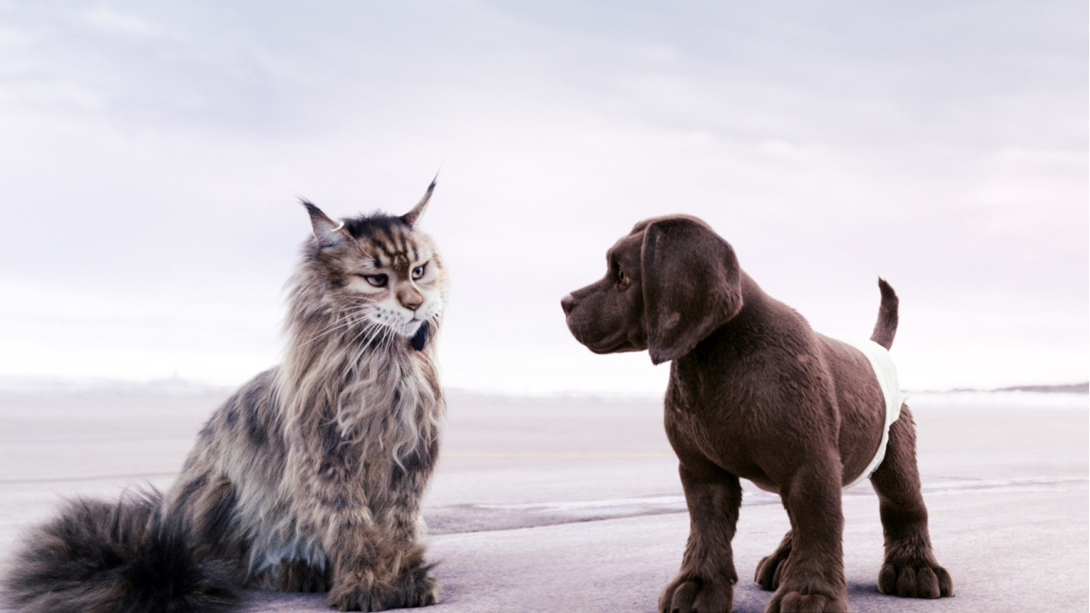 הכלב והחתולה: המרדף המטורף