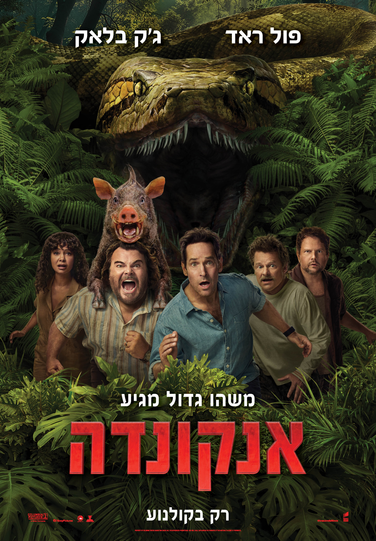 אנקונדה