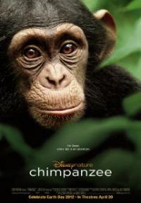 שימפנזה - כרזה