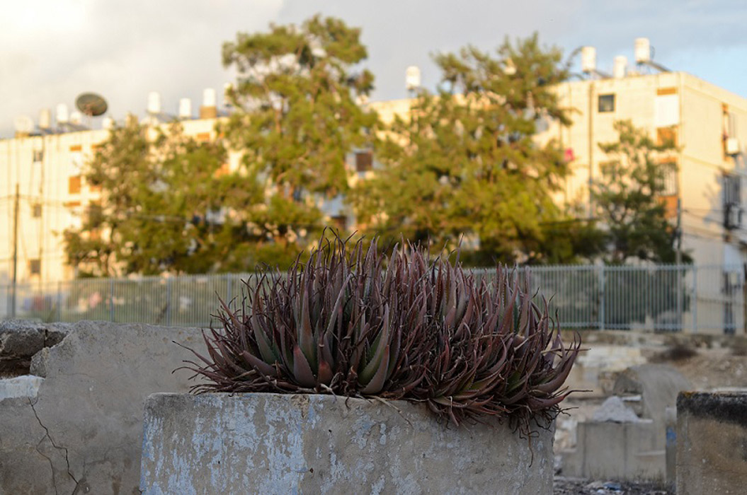 שייח' מוראד