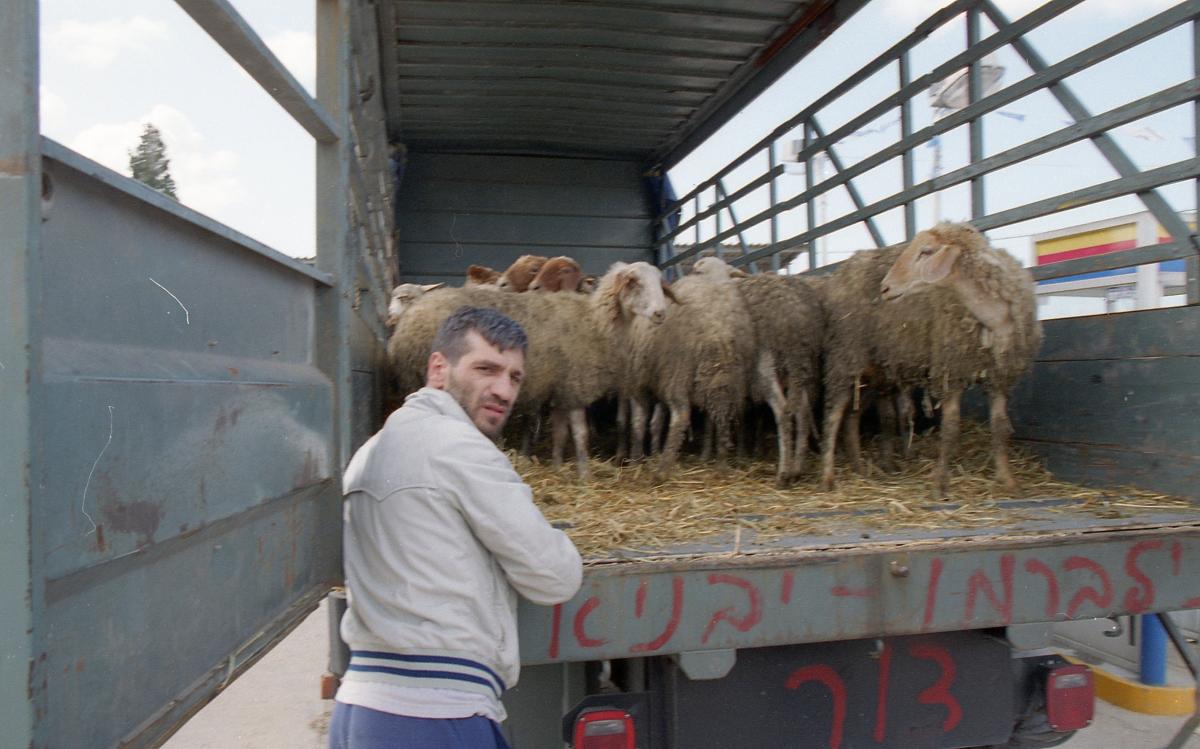 תמונה של אלון אבוטבול מתוך &quot;ז'נטילה&quot;