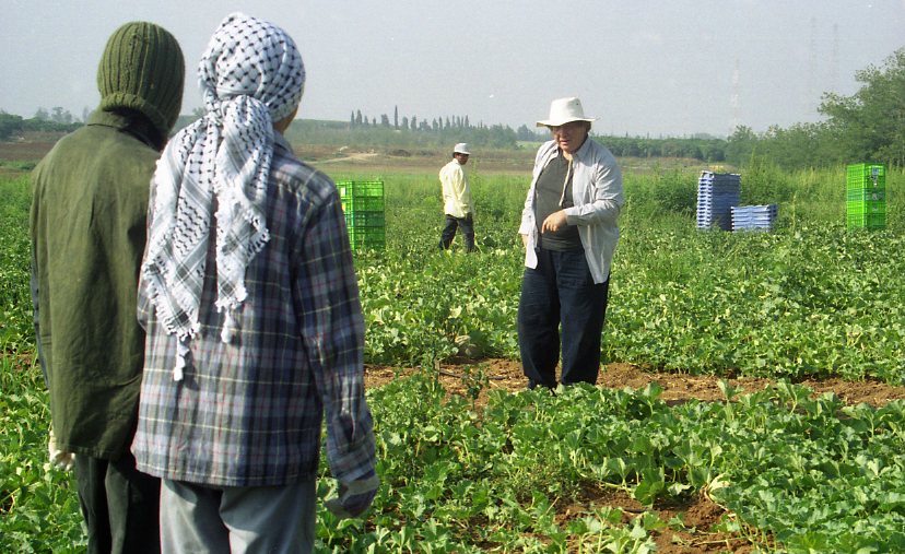 זמזום