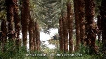  - טריילר